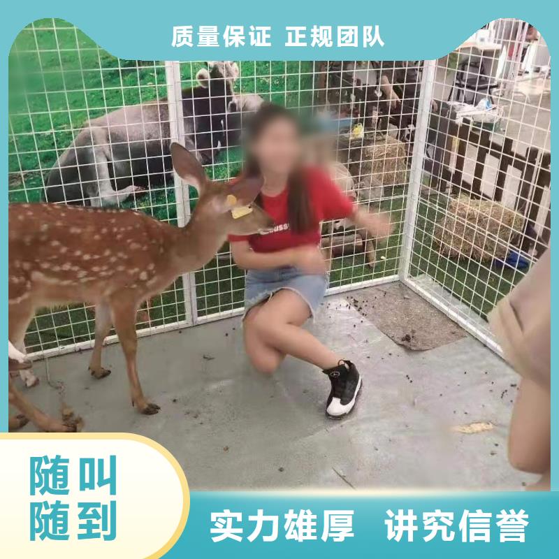 【馬戲團(tuán)/羊駝企鵝出租高品質(zhì)】