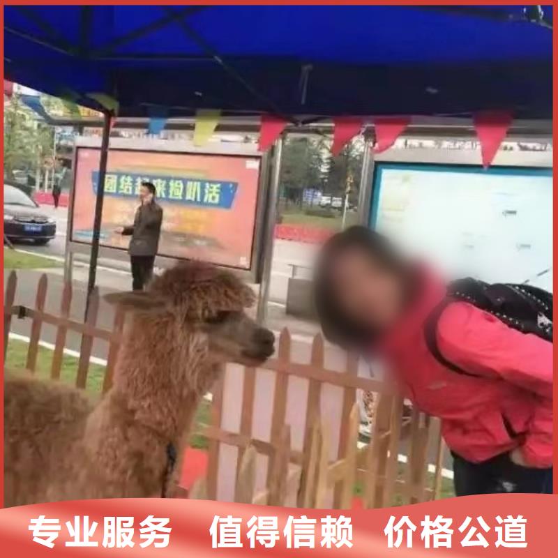 馬戲團/羊駝動物展覽秀明碼標價