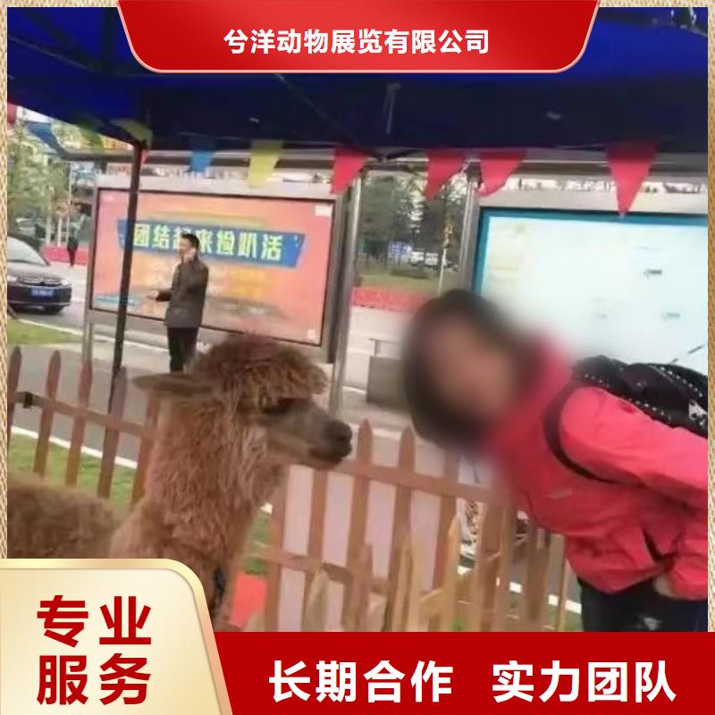 馬戲團/羊駝,美人魚表演靠譜商家