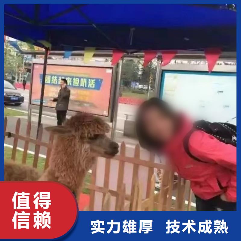 羊駝租賃價(jià)格