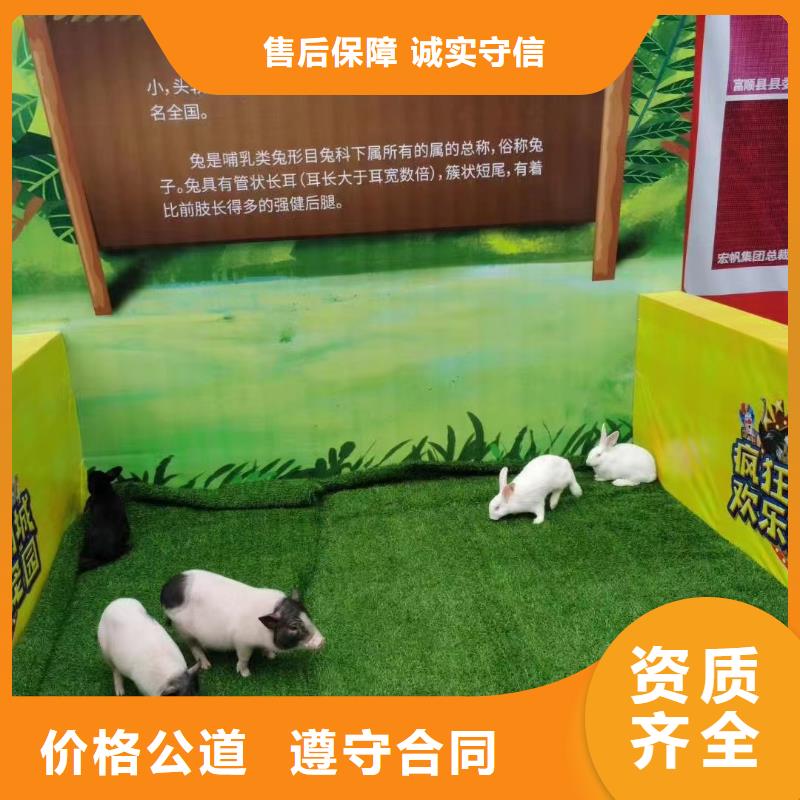 馬戲團/羊駝_動物雜技表演實力公司