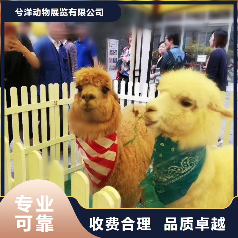 马戏团/羊驼_小香猪宠物出租多家服务案例
