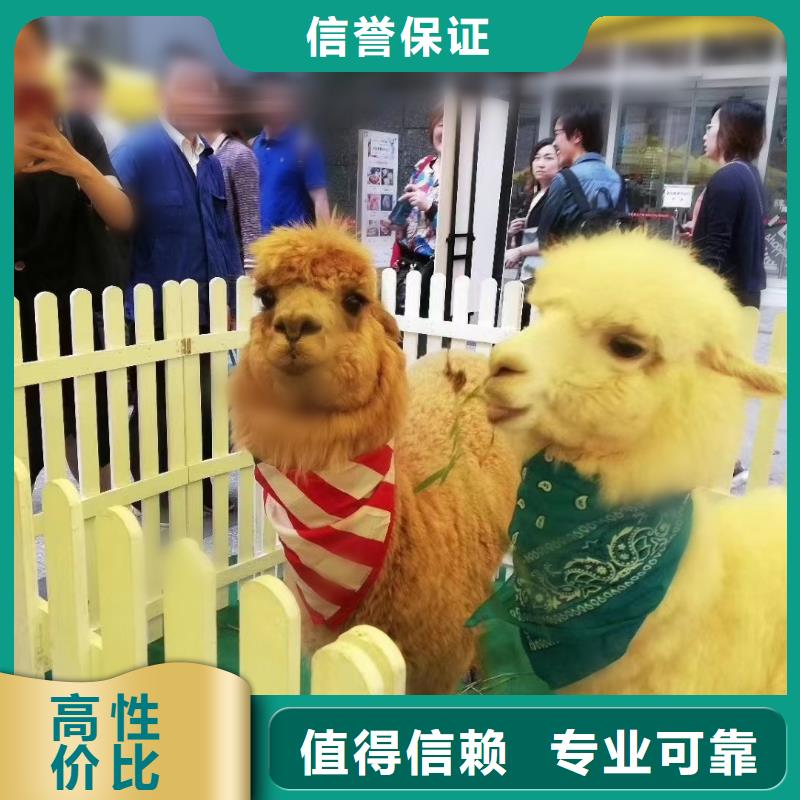 馬戲團/羊駝海獅表演出租注重質量