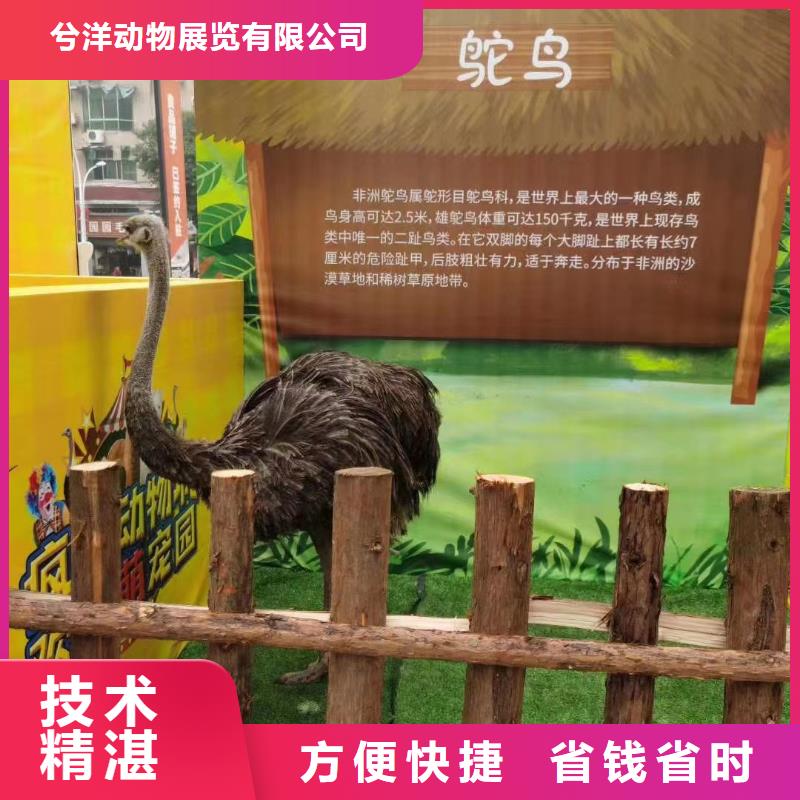 海狮表演出租视频-湖北省黄冈市|武穴|蕲春|十堰|荆州|黄石|随州海狮表演出租-兮洋