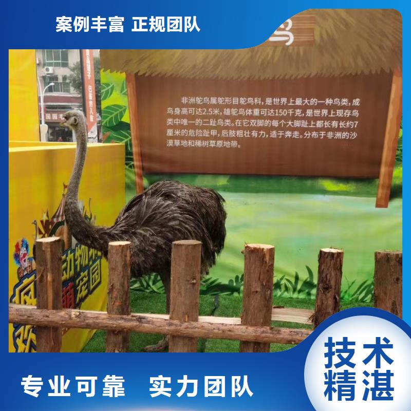 羊駝租賃價(jià)格