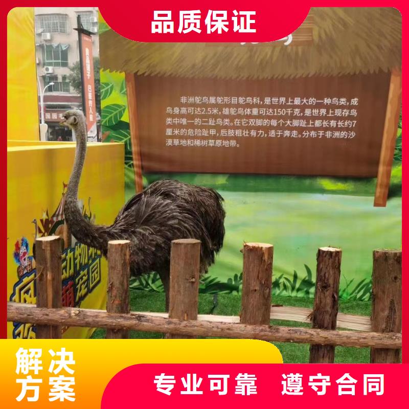 马戏团/羊驼海狮表演租赁公司