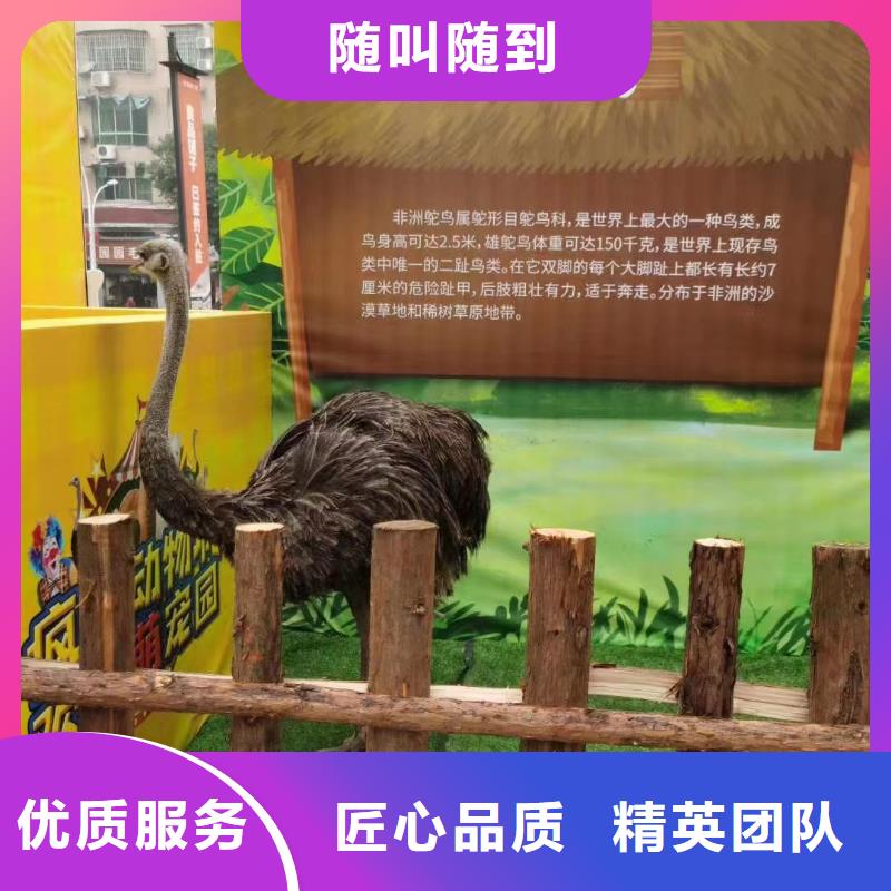 出租馬戲團表演