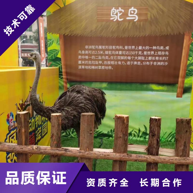 马戏团/羊驼马戏团表演出租信誉保证