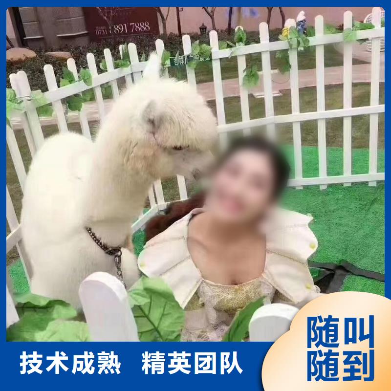 海狮表演出租视频-山东省淄博市|高青|临淄|烟台|莱芜|德州|东营海狮表演出租-兮洋
