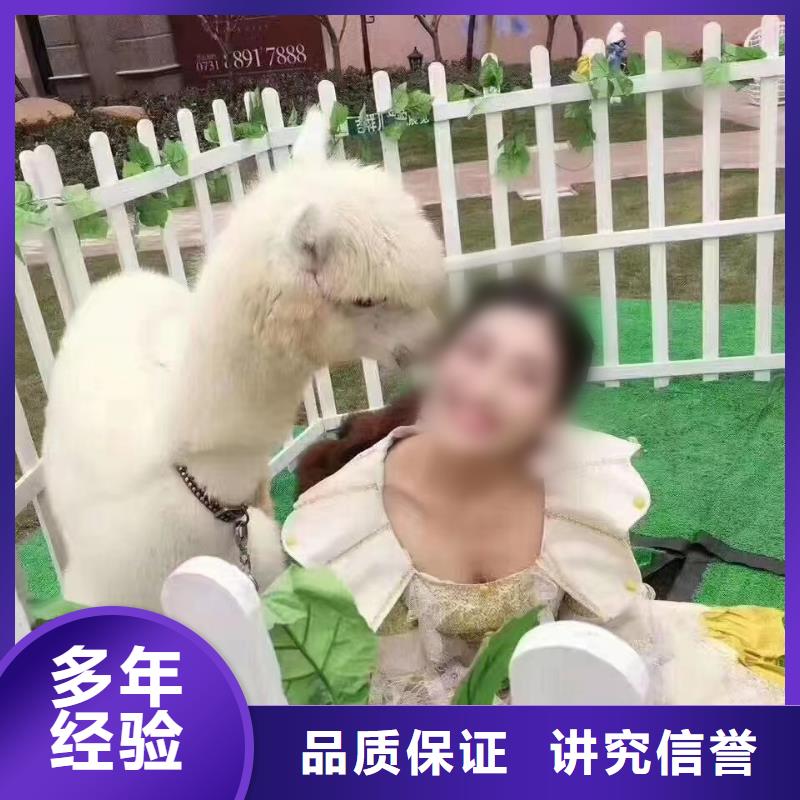 動物表演出租品種多