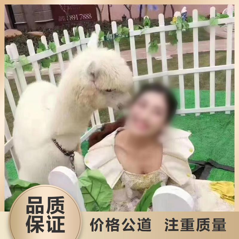 羊駝出租