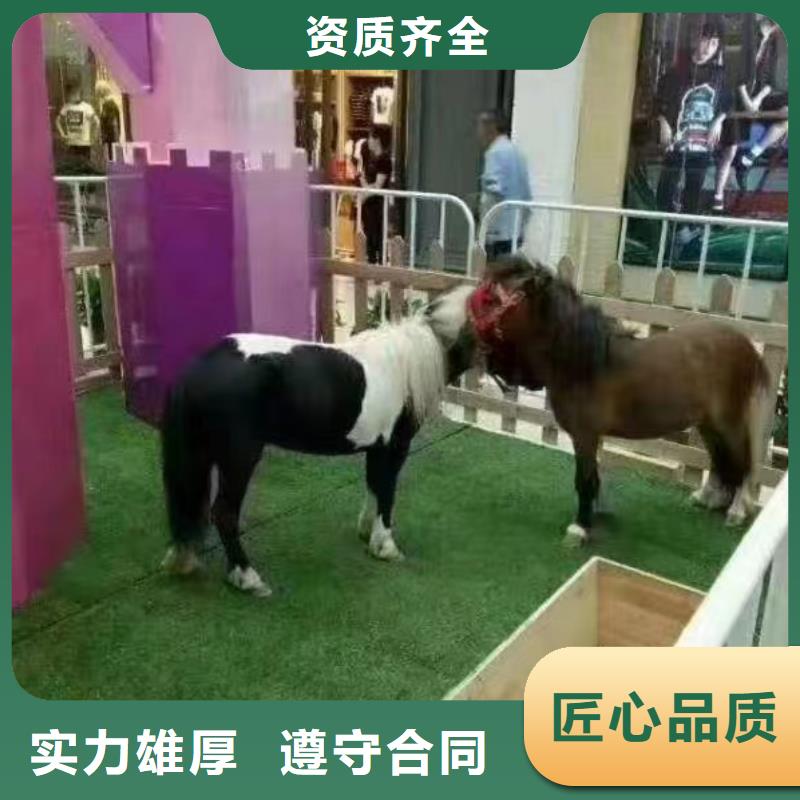 马戏团/羊驼马戏团表演出租信誉保证