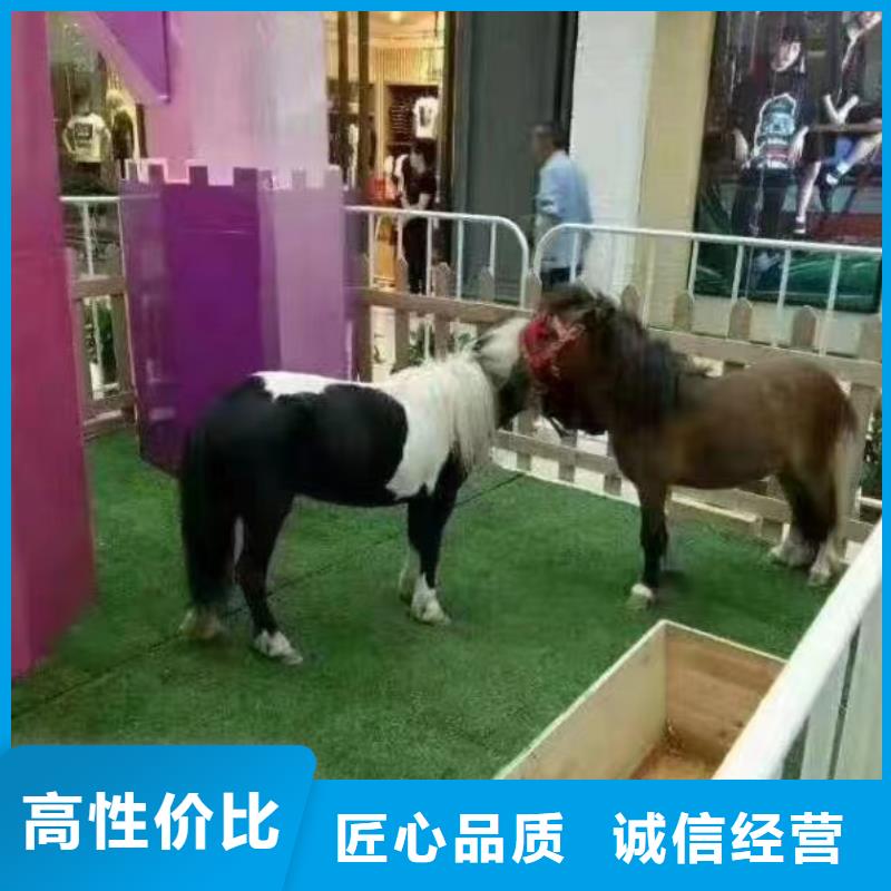 【馬戲團(tuán)/羊駝】_羊駝出租遵守合同