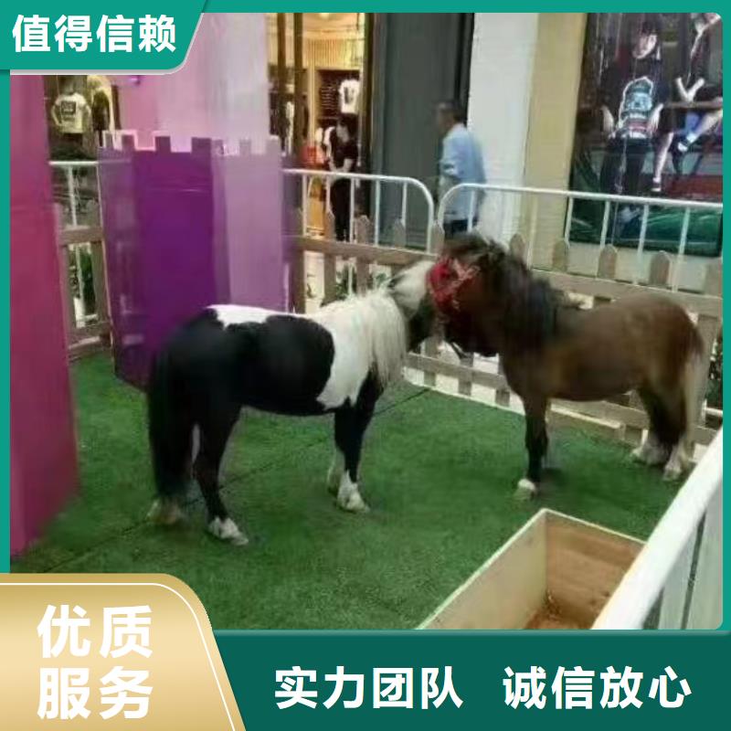 马戏团/羊驼_动物展览秀解决方案