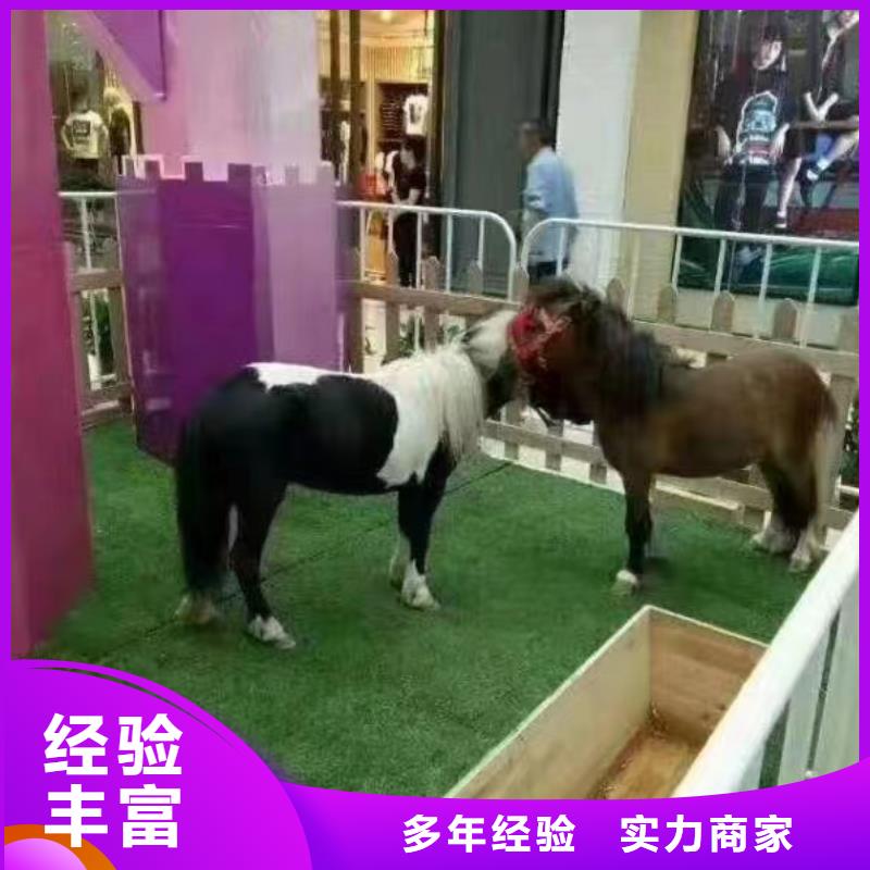 馬戲團/羊駝【海洋展租賃】齊全