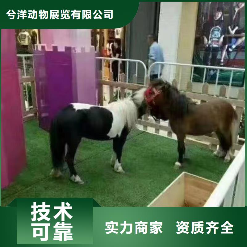 马戏团/羊驼马戏团表演出租租赁齐全