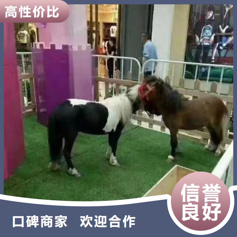 马戏团/羊驼【企鹅演出】质优价廉