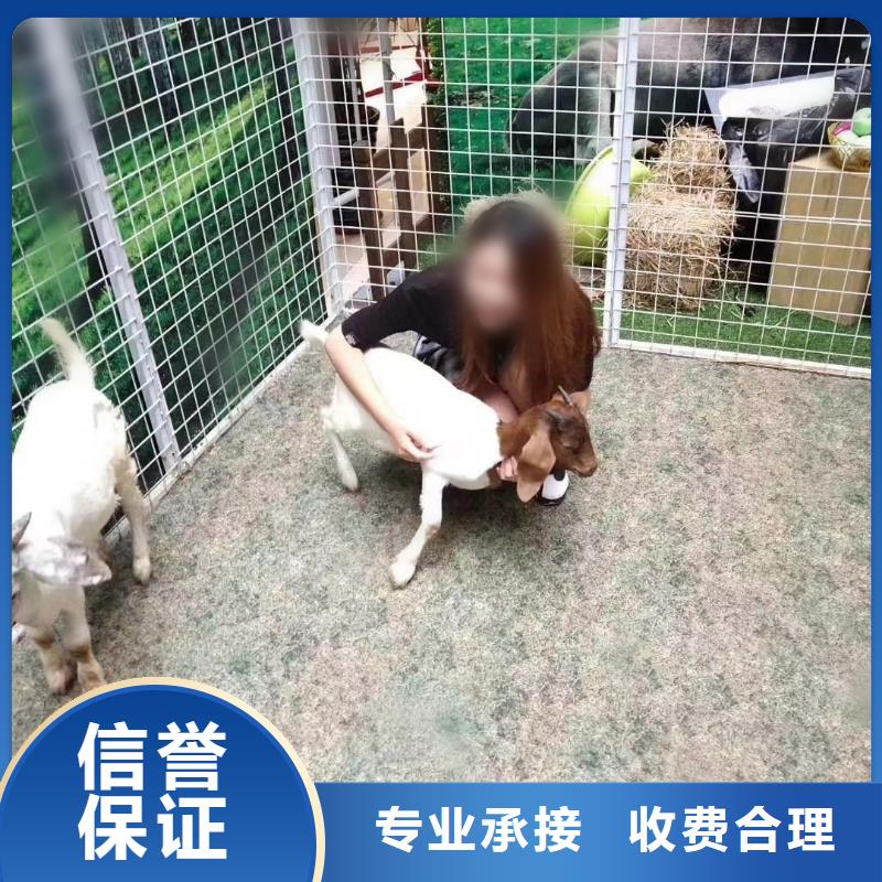 【馬戲團/羊駝】 出租海獅表演解決方案