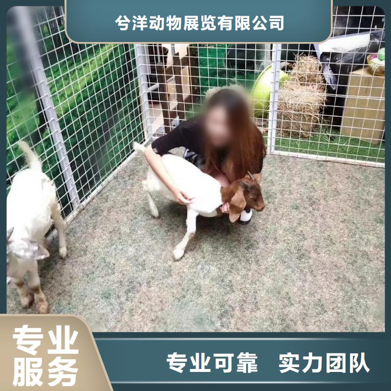【馬戲團/羊駝】小香豬寵物出租隨叫隨到