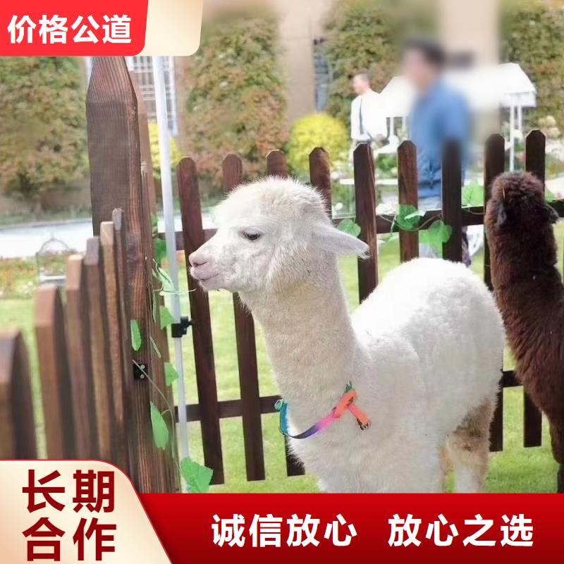 馬戲團表演出租一手資源