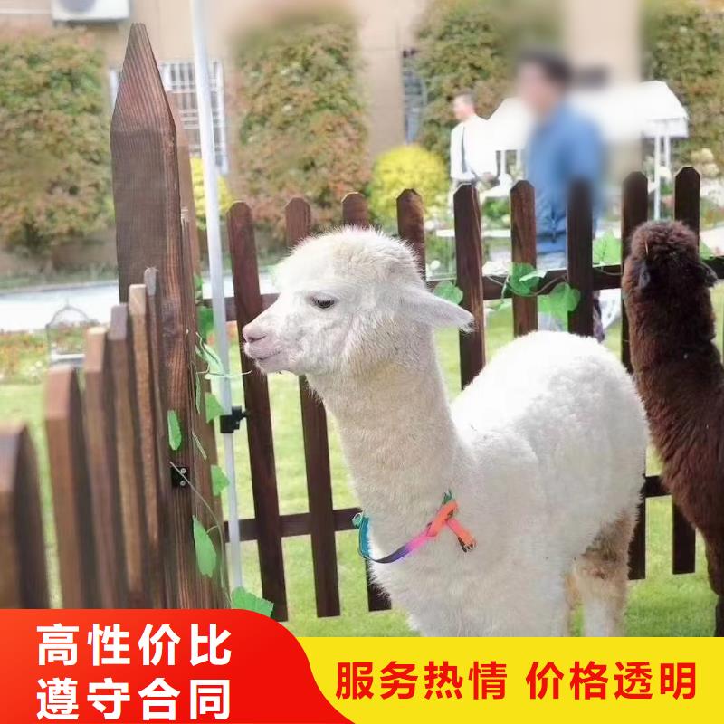 马戏团/羊驼【企鹅演出】质优价廉