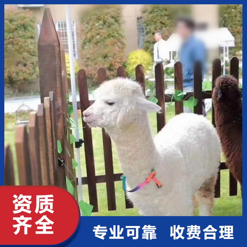 海狮表演出租视频-红河市海狮表演出租-【当地】可服务区域个旧|开远|曲靖|临沧|楚雄|西双版纳|怒江|迪庆