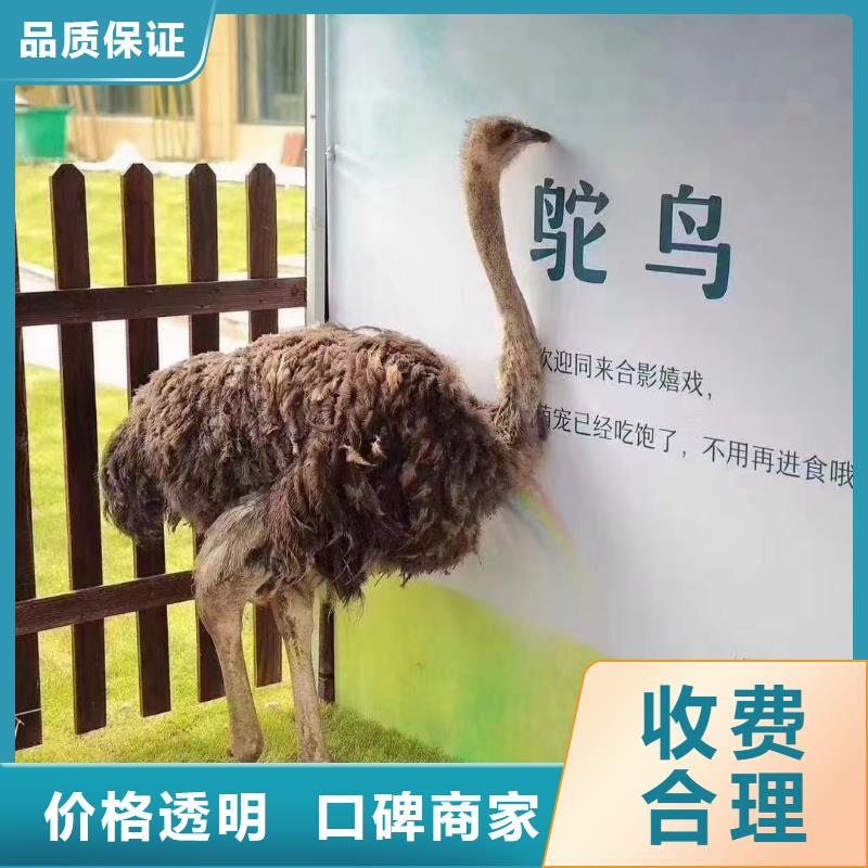 馬戲團(tuán)/羊駝企鵝租賃正規(guī)