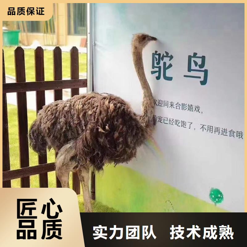 马戏团/羊驼马戏团表演团队