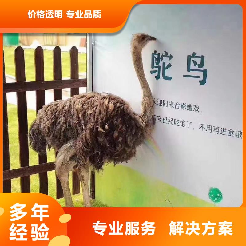 馬戲團表演出租一手資源