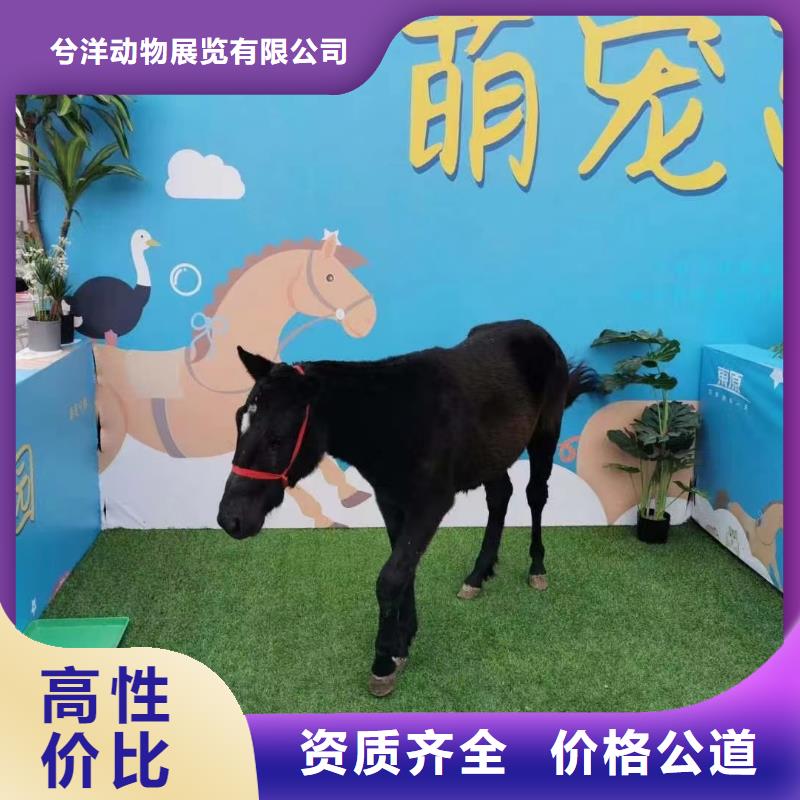 馬戲團/羊駝_吉祥百鳥展品質服務