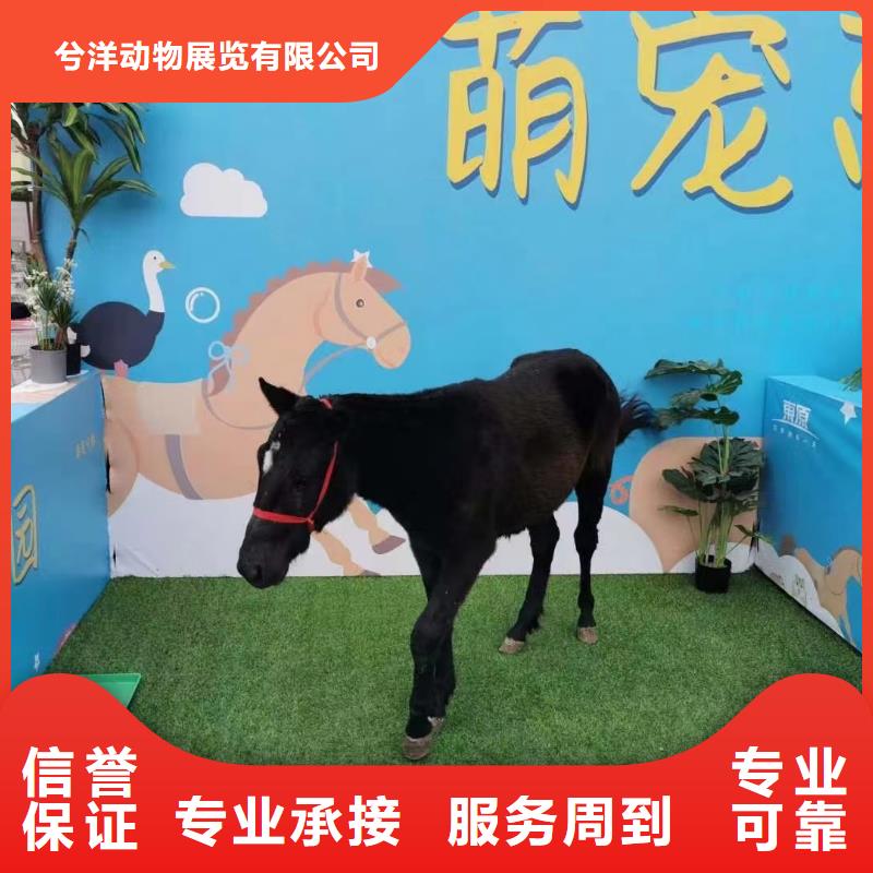 【馬戲團/羊駝】小香豬寵物出租隨叫隨到