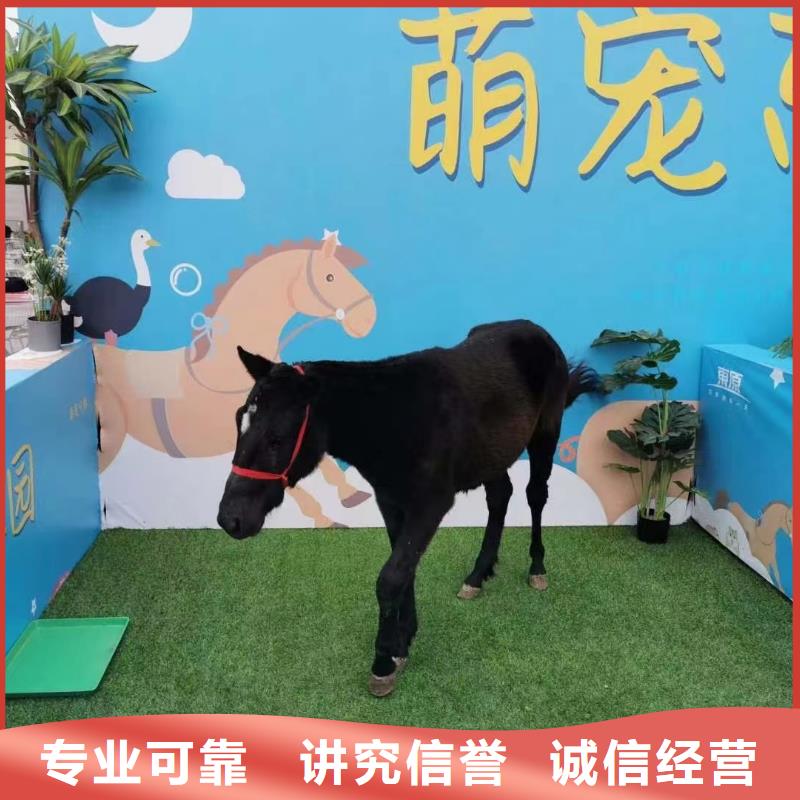 羊駝租賃活躍氣氛