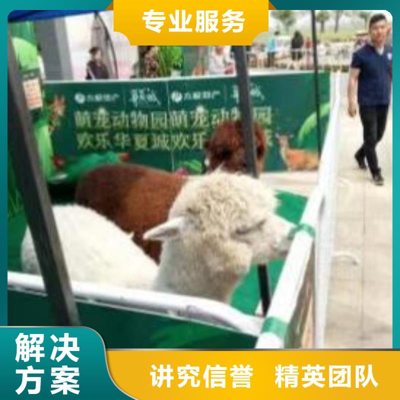 马戏团/羊驼吉祥百鸟展值得信赖