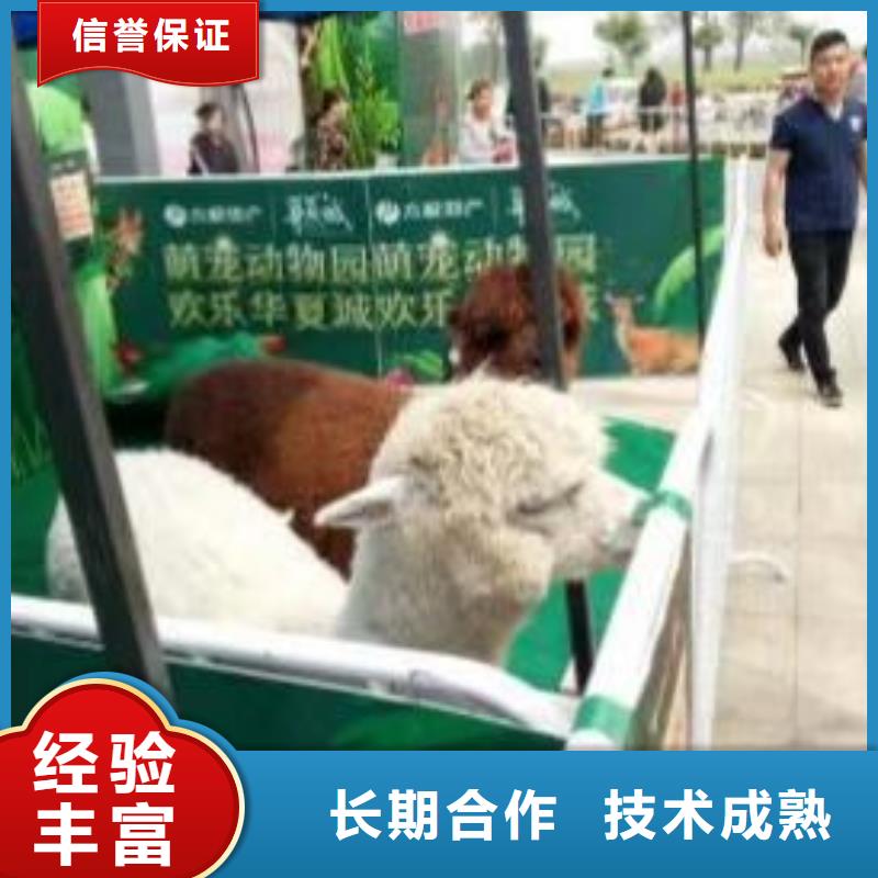 動物表演出租品種多