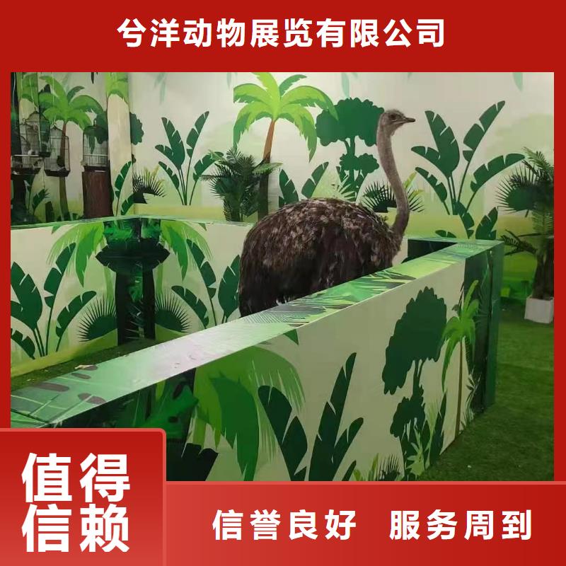 羊駝租賃活躍氣氛
