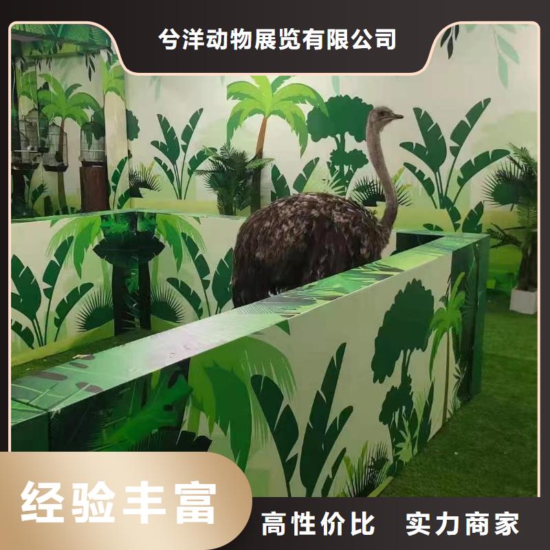 馬戲團表演出租圖片