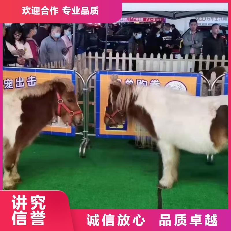 【马戏团/羊驼出租马戏团表演实力强有保证】