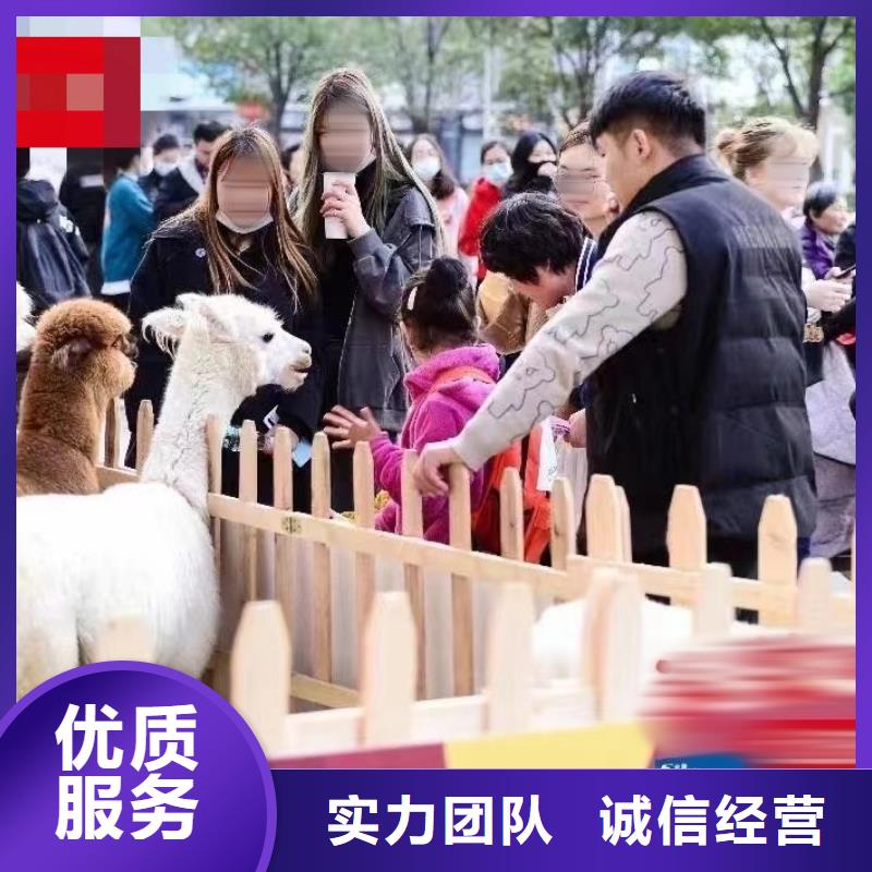 馬戲團/羊駝企鵝租賃正規