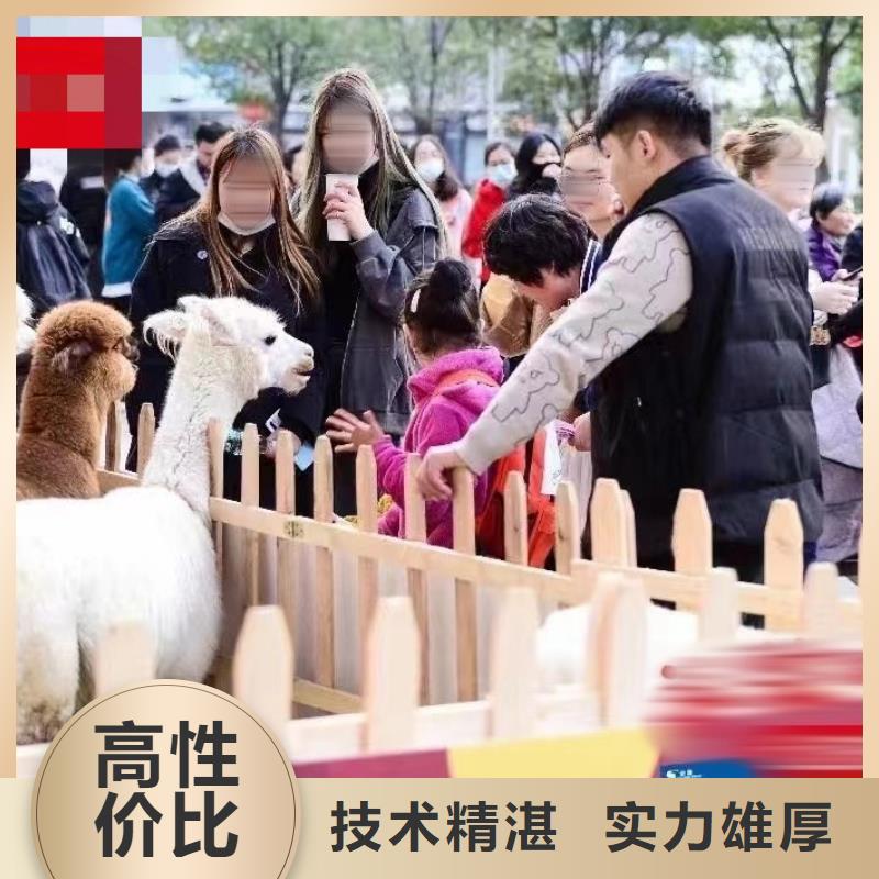 马戏团/羊驼-企鹅租赁技术精湛