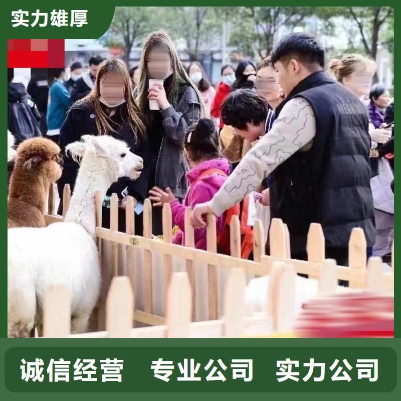 出租羊駝公司