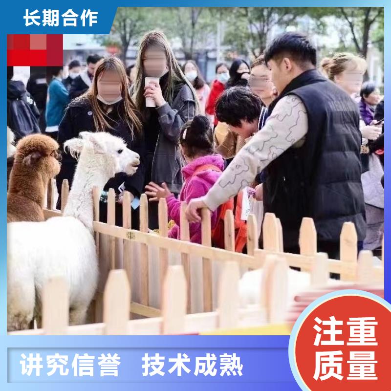 馬戲團/羊駝羊駝出租遵守合同