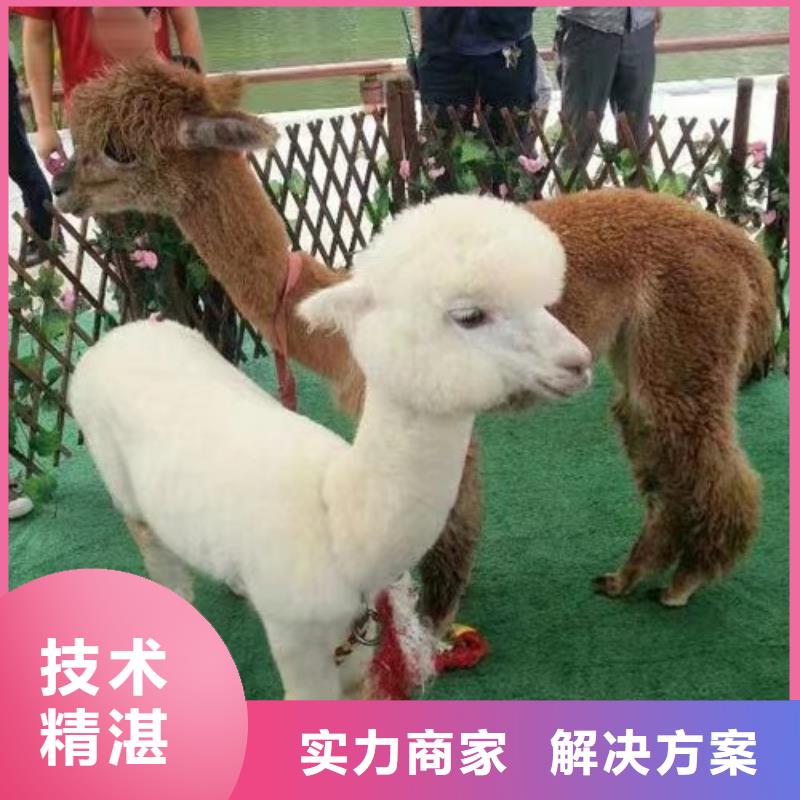 馬戲團/羊駝【羊駝出租】信譽良好