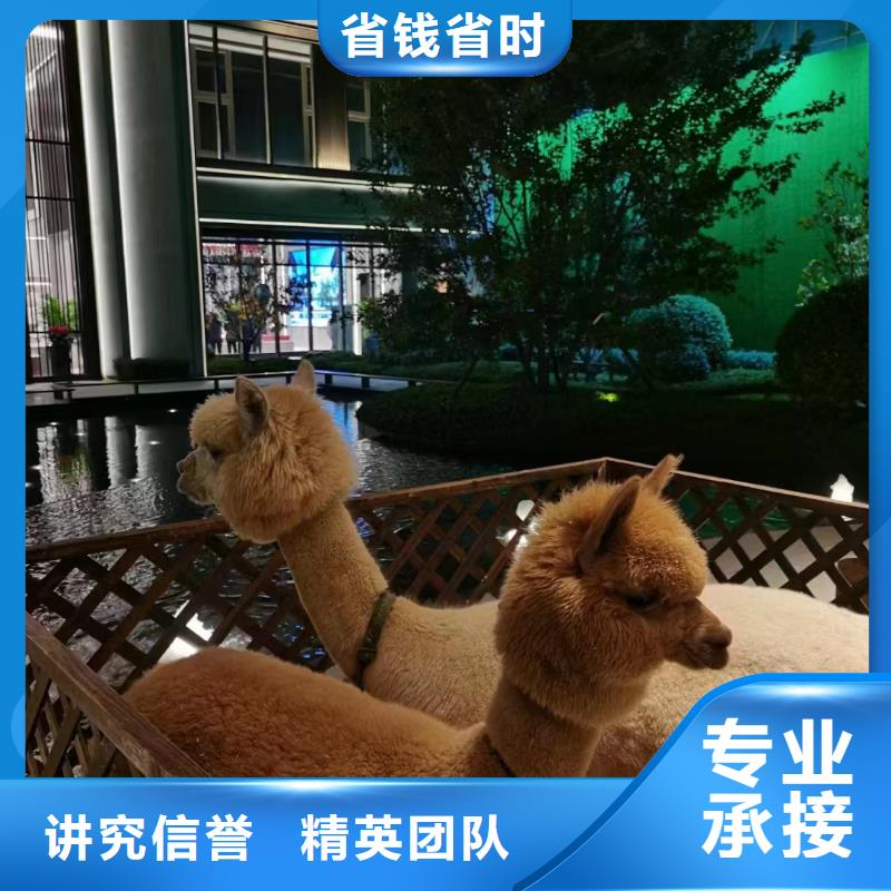 马戏团/羊驼-房地产开盘庆典团队