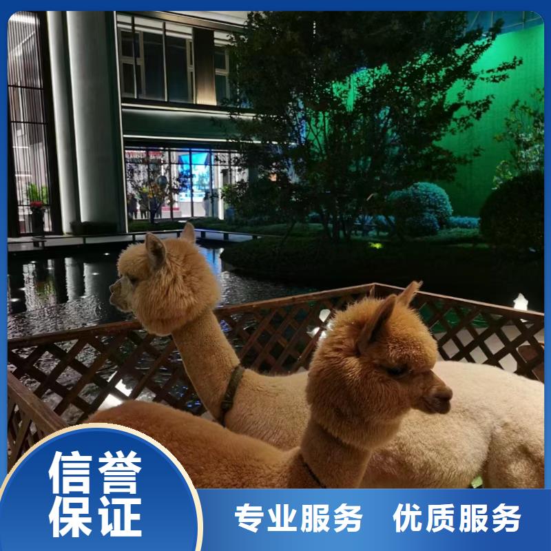 馬戲團(tuán)表演出租公司聯(lián)系方式