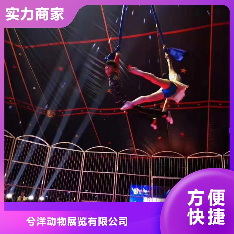 马戏团/羊驼 海狮演出质量保证
