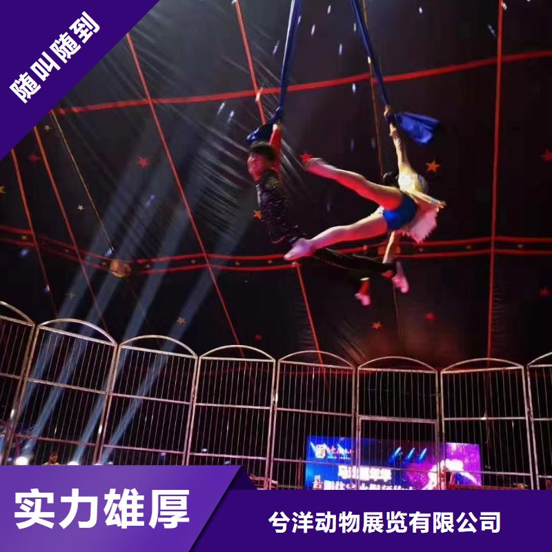 马戏团/羊驼【企鹅演出】质优价廉