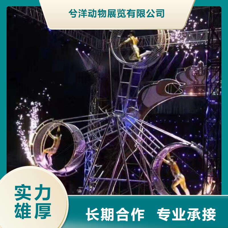海狮表演出租视频-湖北省黄冈市|武穴|蕲春|十堰|荆州|黄石|随州海狮表演出租-兮洋