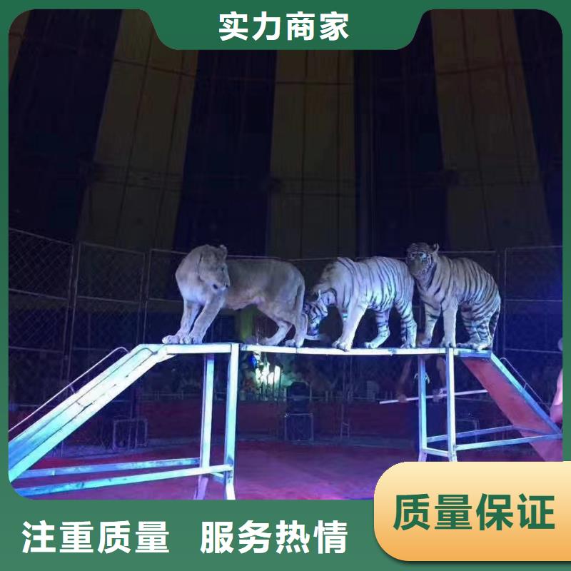 小馬戲表演租賃圖片