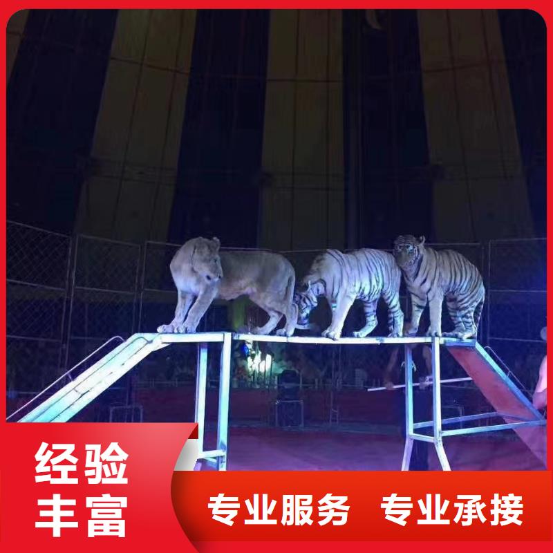 馬戲團(tuán)/羊駝【馬戲團(tuán)表演出租租賃】實(shí)力團(tuán)隊