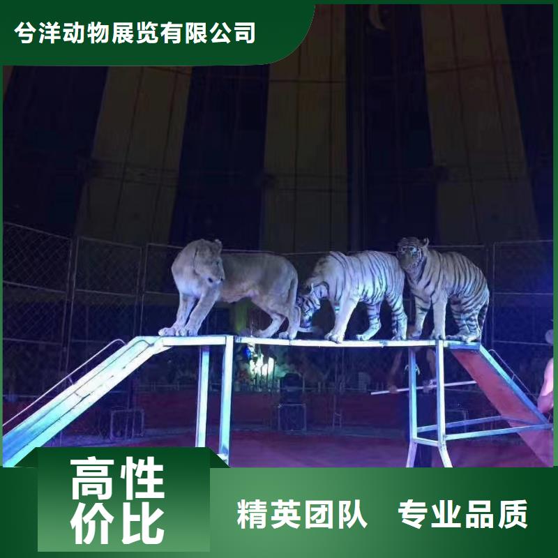 動物馬戲團表演出租暖場活動